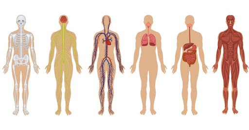 04AUX_MFH2021 - MORFOFISIOLOGIA HUMANA