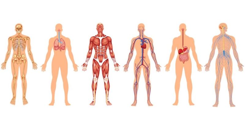 02ANH - ANATOMIA HUMANA